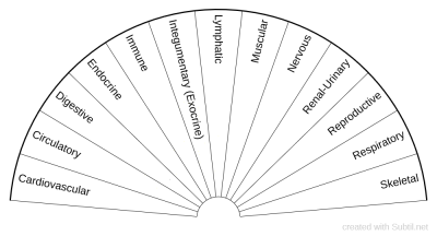 Anatomy 13 Systems of Human Body.png